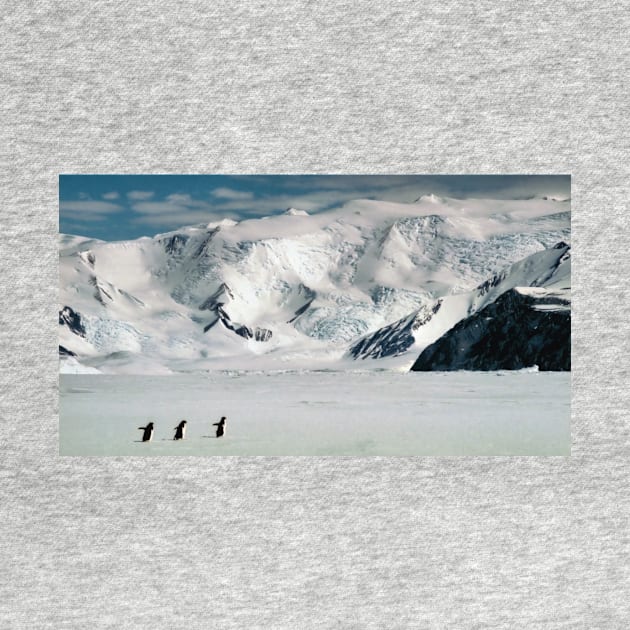 Adelie Penguins at Cape Hallett by Carole-Anne